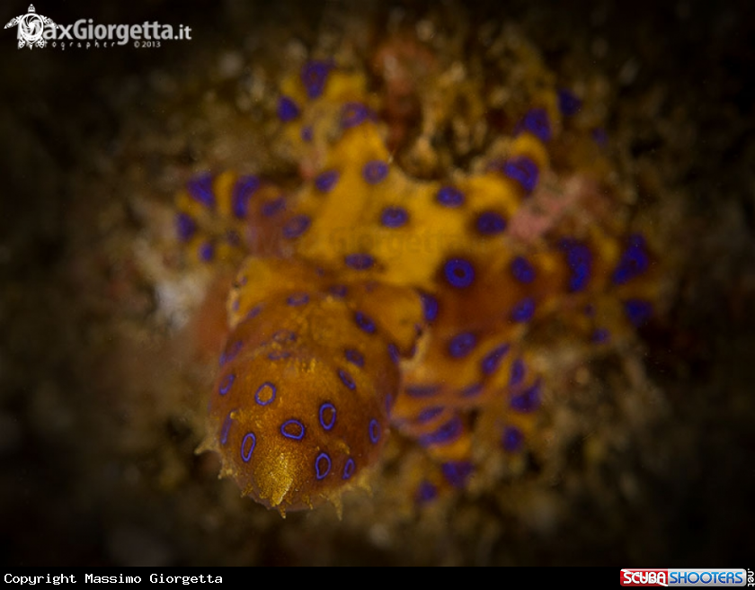 A Octopuss blue ring