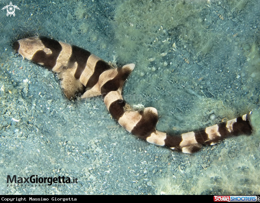 A little bamboo shark