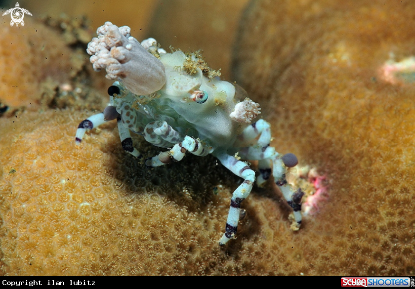 A Decorator crab