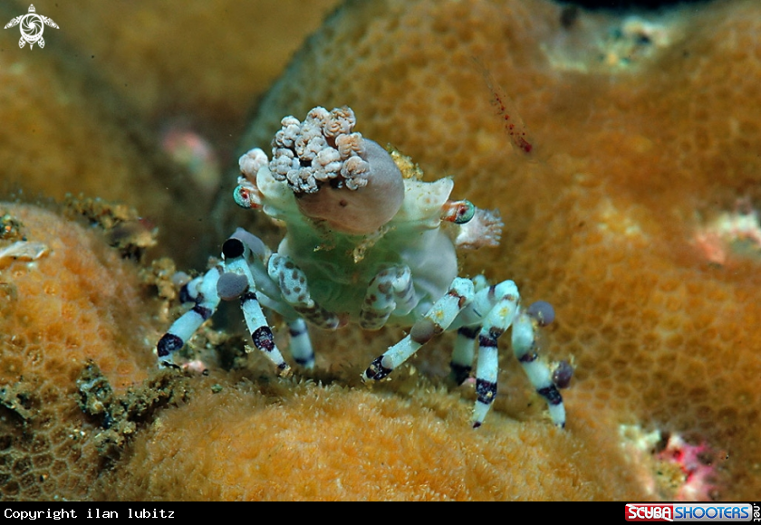A Decorator crab