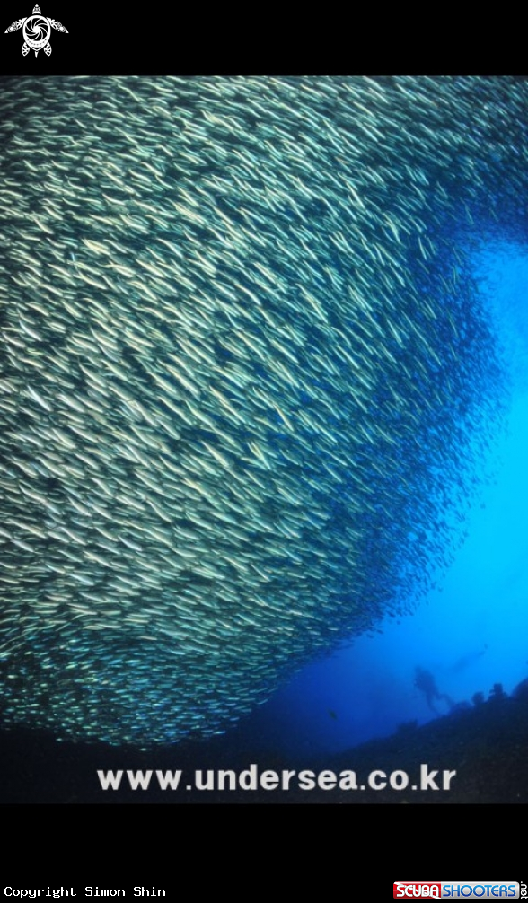 A sardines