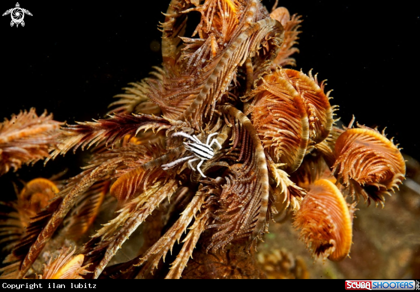 A squat lobster