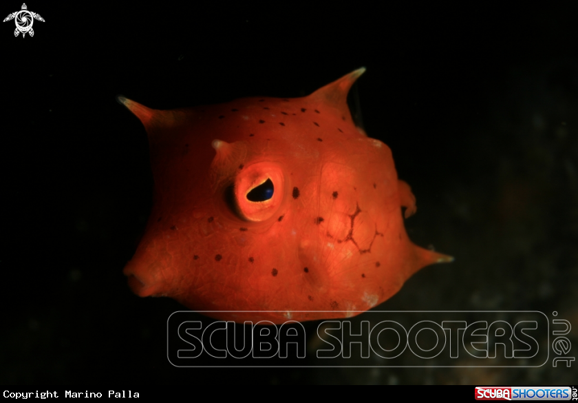 A Cow Fish