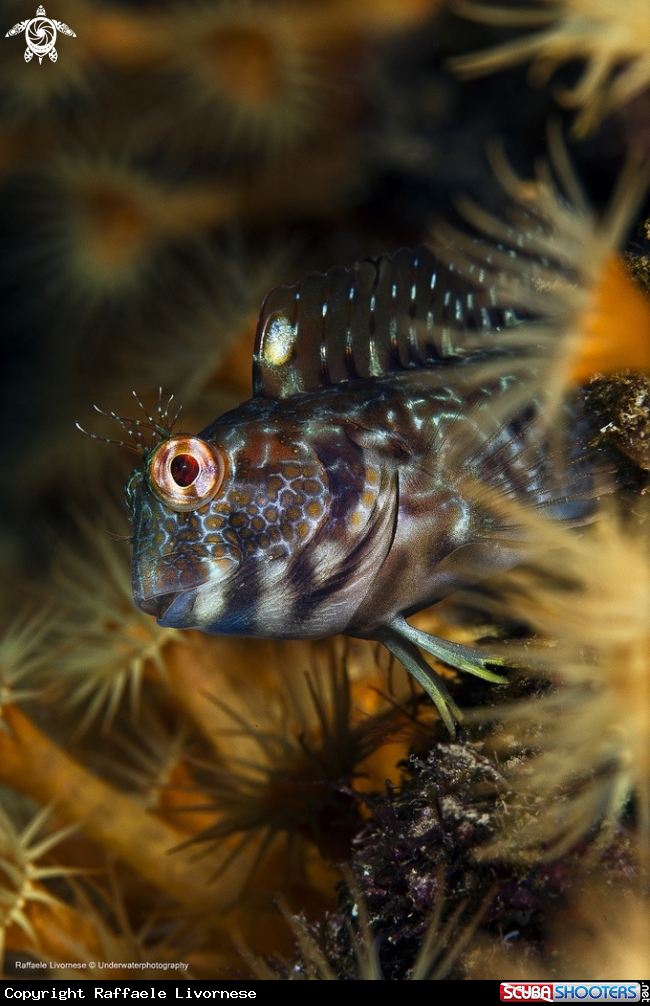 A Blenny