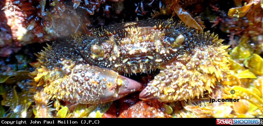 A Crabe