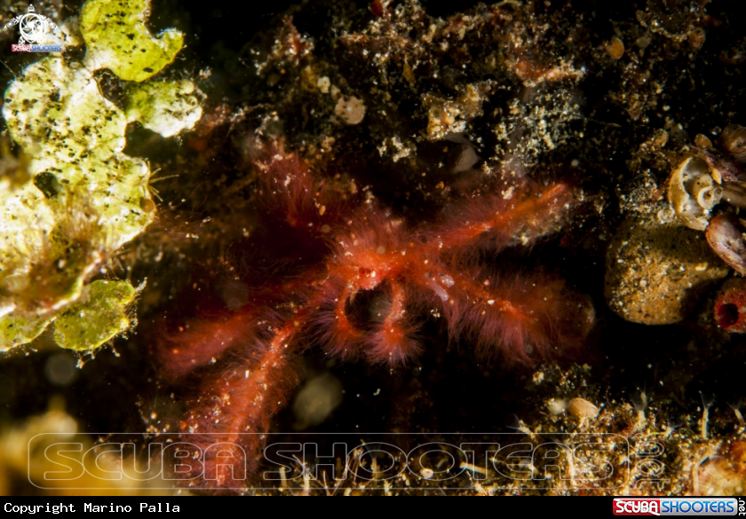 A Orangutan Crab