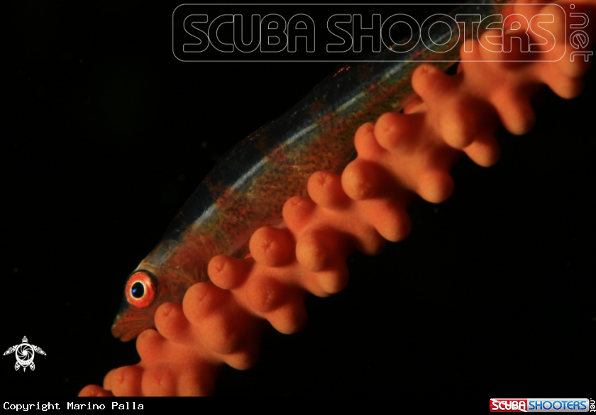 A Whip coral dwarf goby