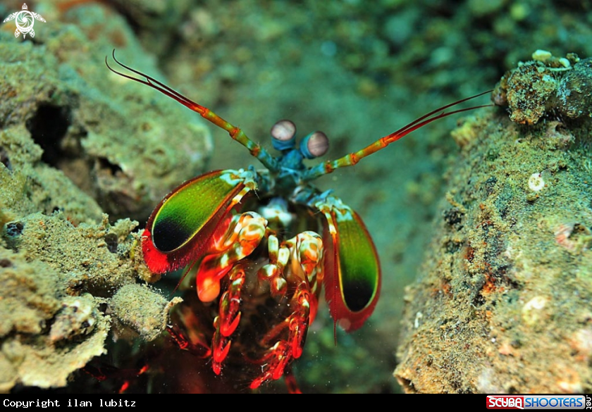 A Mantis shrimp