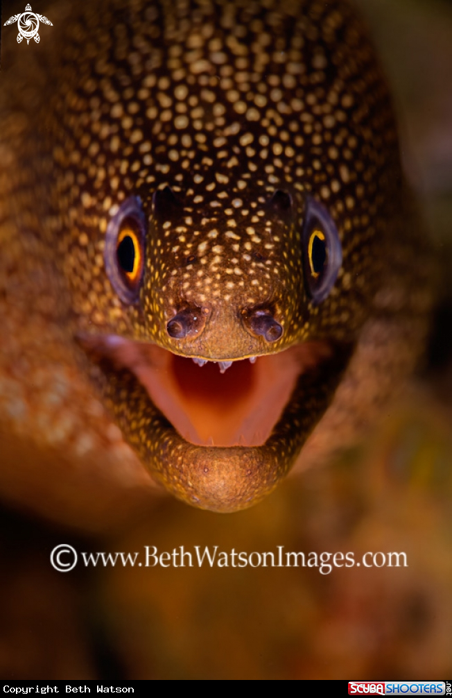 A Golden Tail Moray