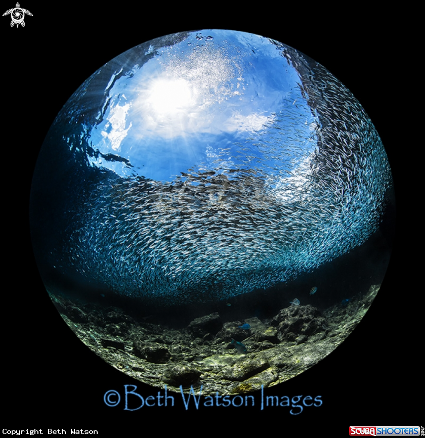 A Silversides