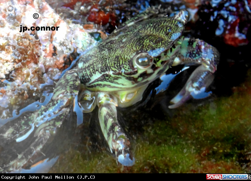 A Crabe