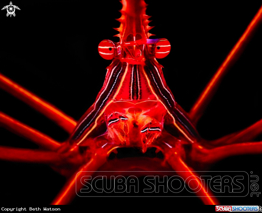 A Arrow Crab