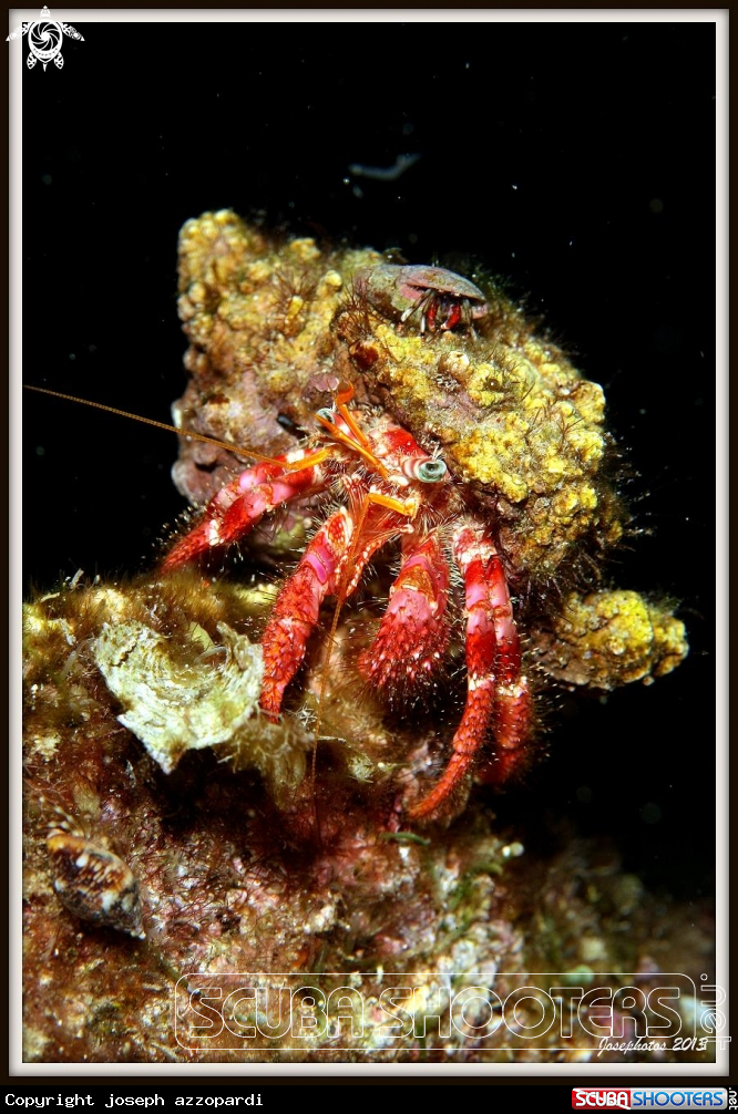 A Hermit crab