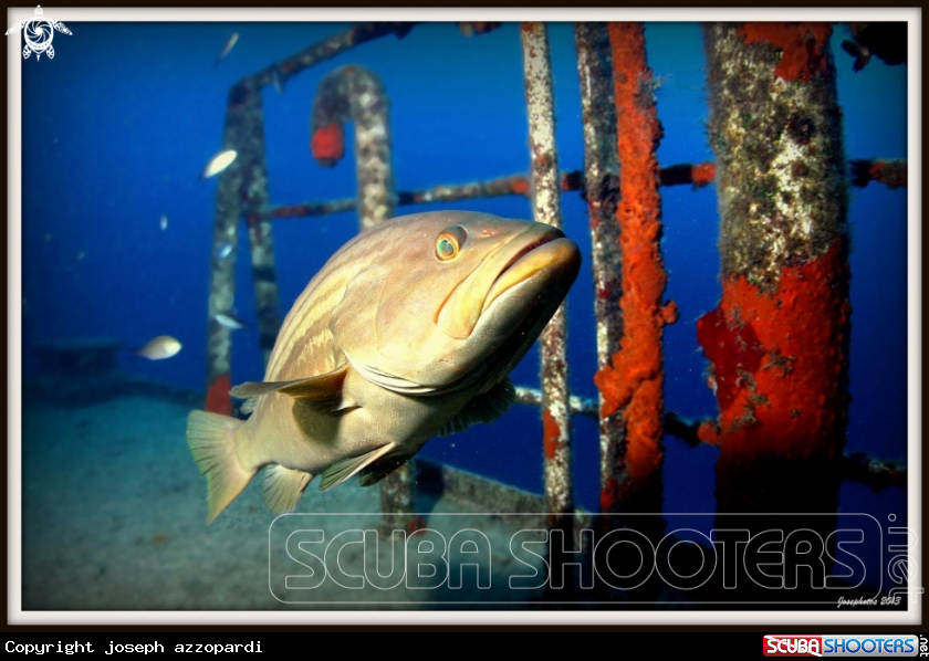 A Brown grouper