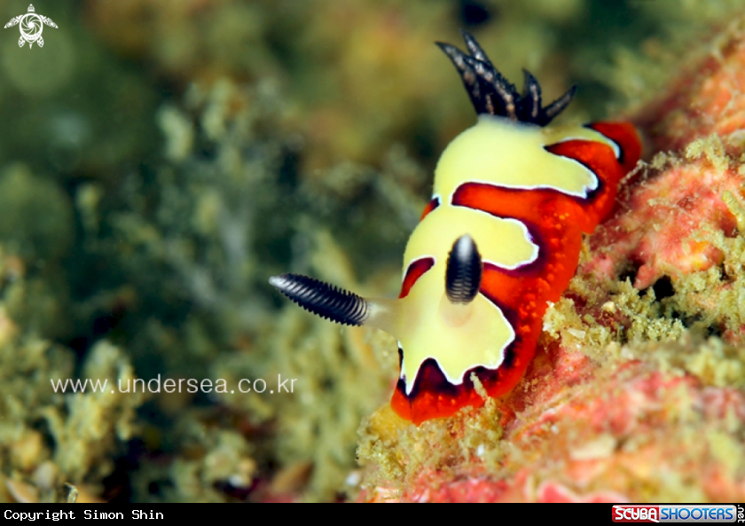 A nudibranch