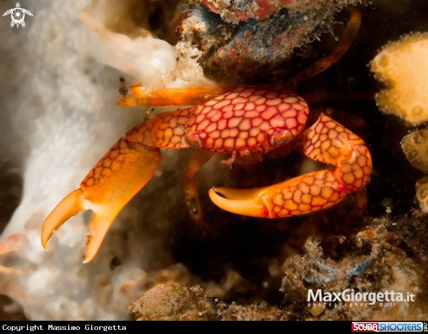 A  Yellow-spotted Guard Crab