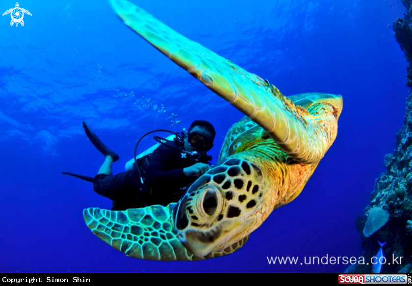 A turtle