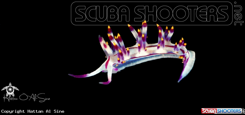 A Flabellina Rubrolineata