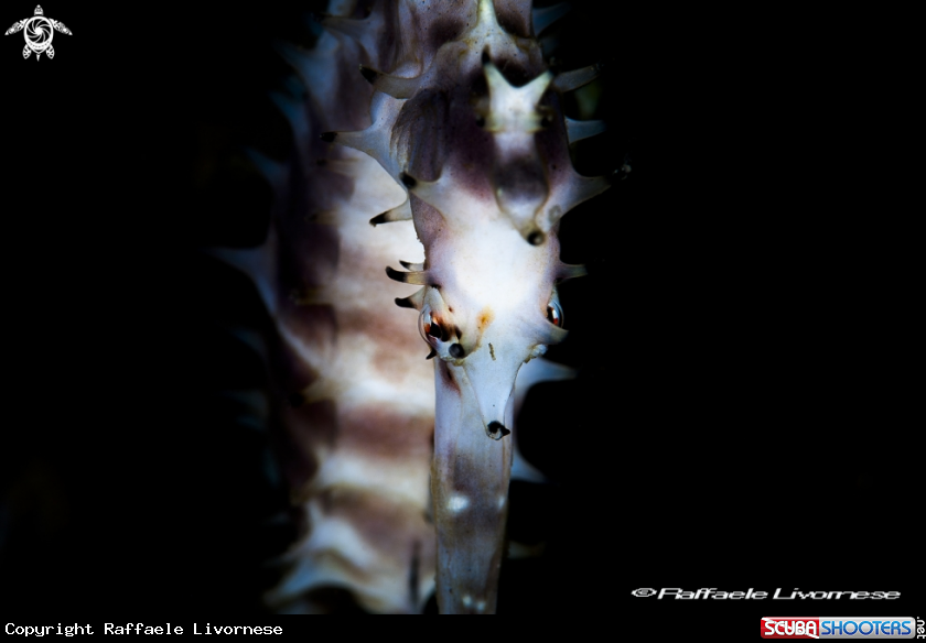 A Hippocampus
