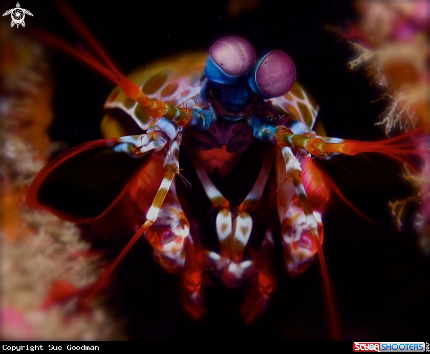 A Mantis Shrimp