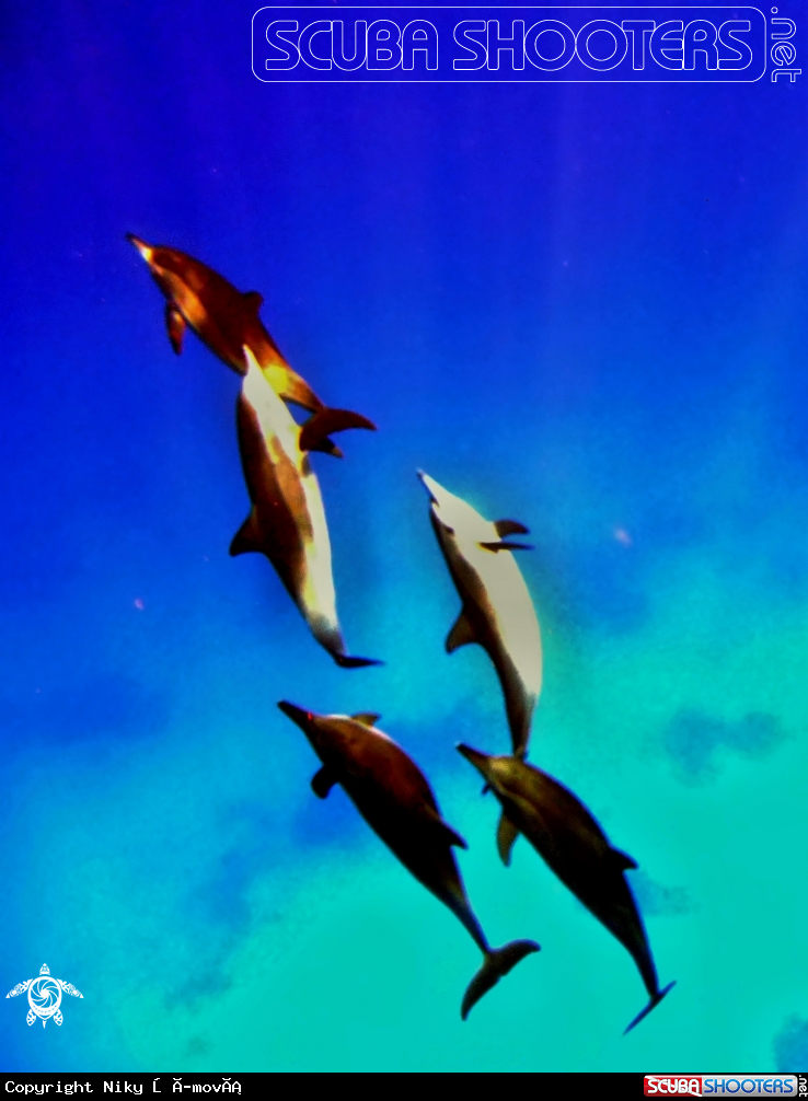 A Dolphins