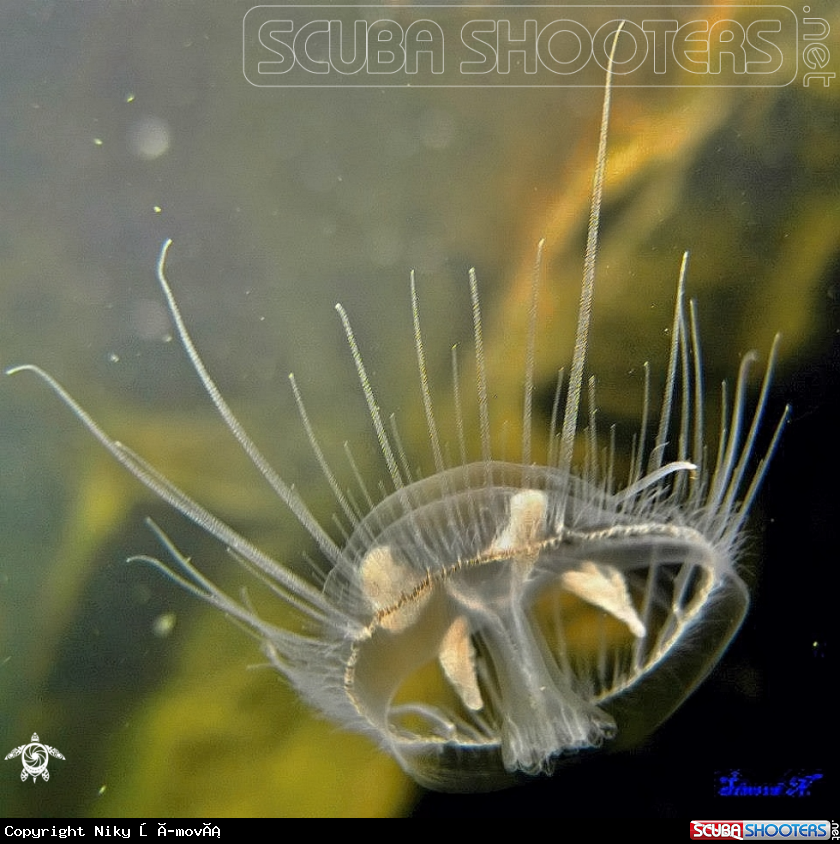 A freshwater jellyfish