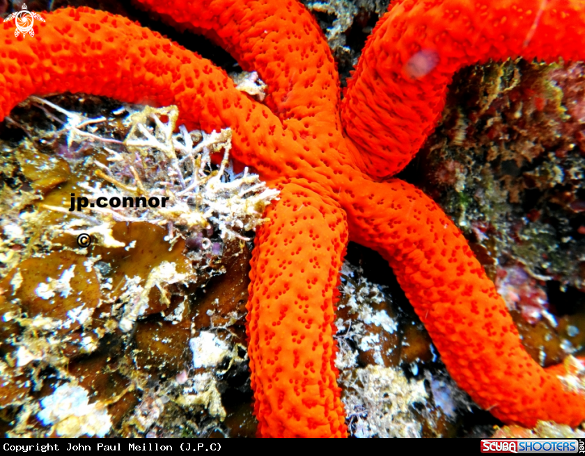 A Etoile de mer rouge