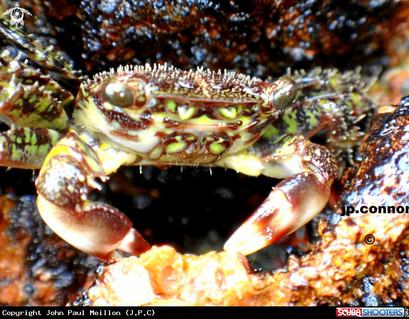 A Crabe