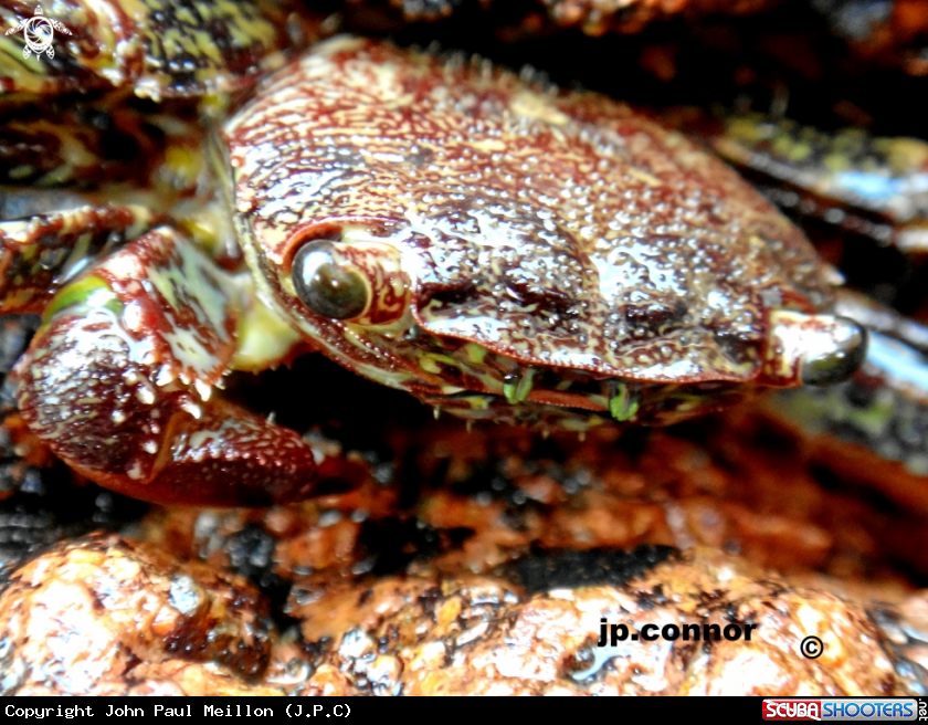 A Crabe