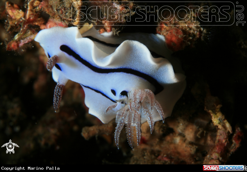 A Nudibranch