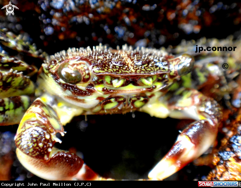 A Crabe