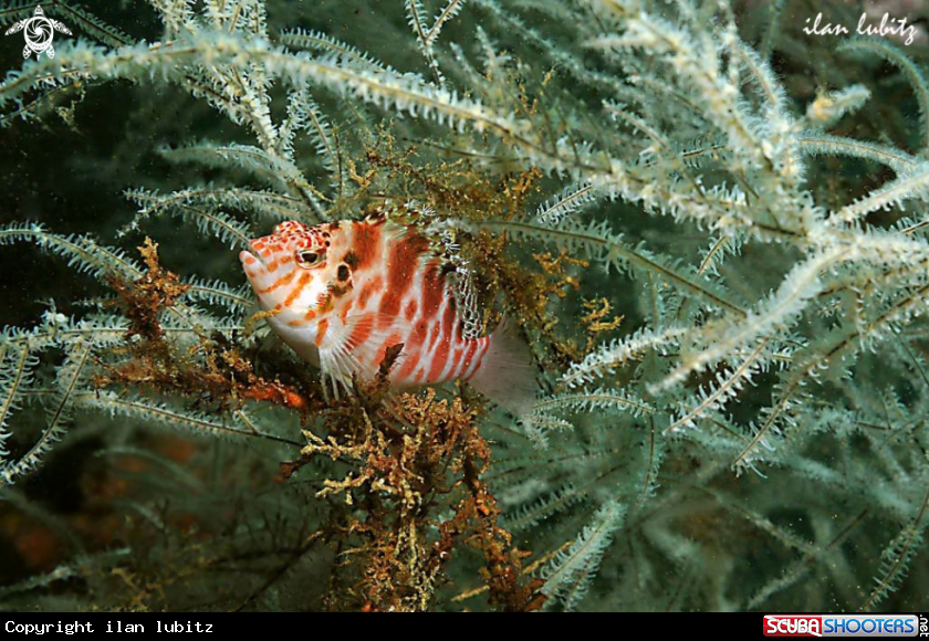 A reef fish