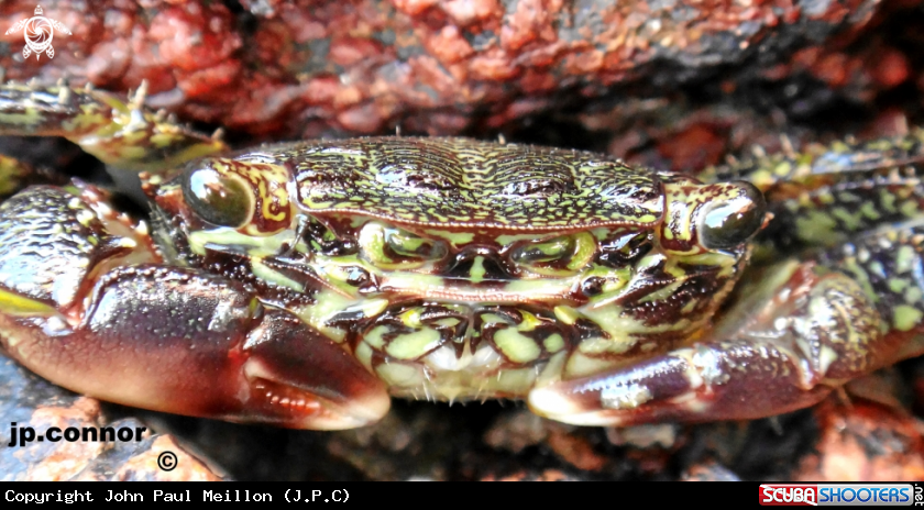 A Crabe