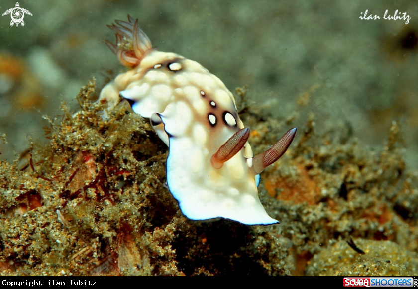 A nudibranch
