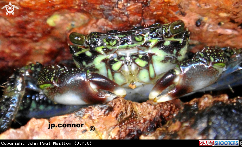 A Crabe