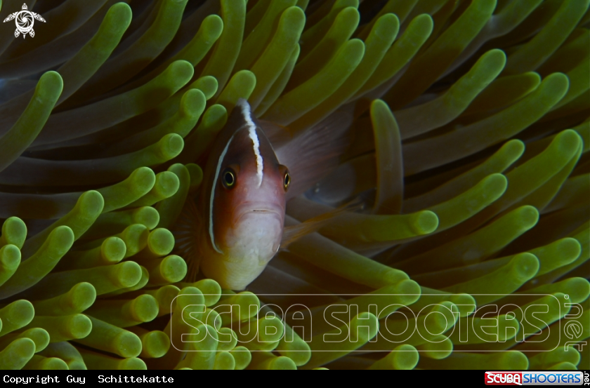A Premnas Biaculeatus.