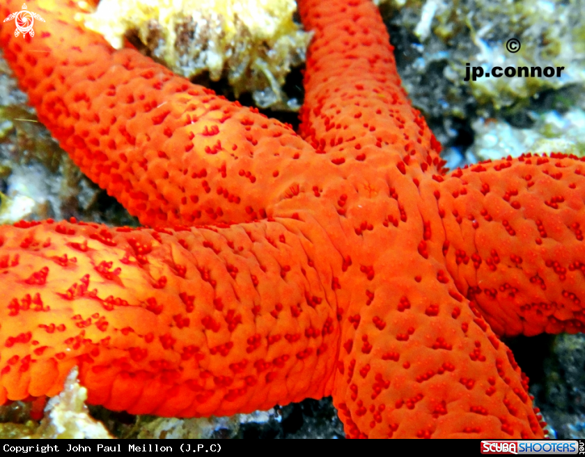 A Etoile de mer rouge