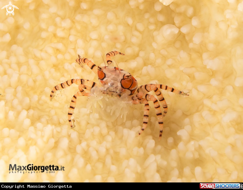 A Mosaic Boxer Crab