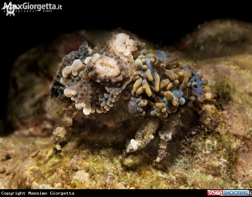 A Decorator Crab 