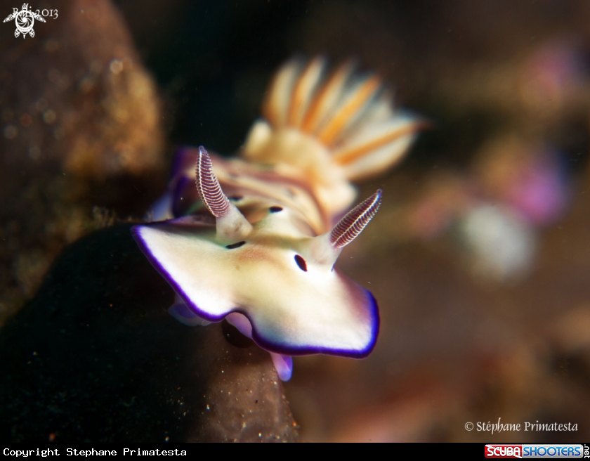 A Nudi