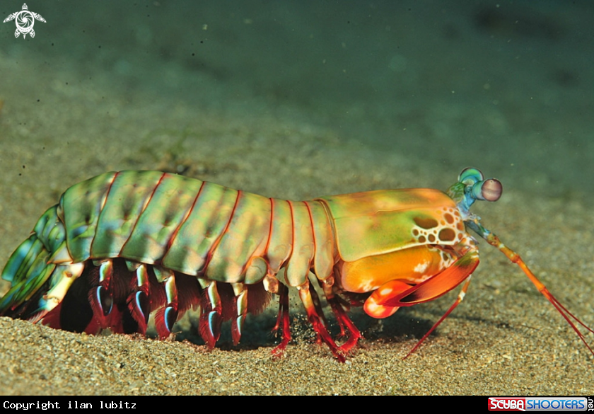 A Mantis shrimp