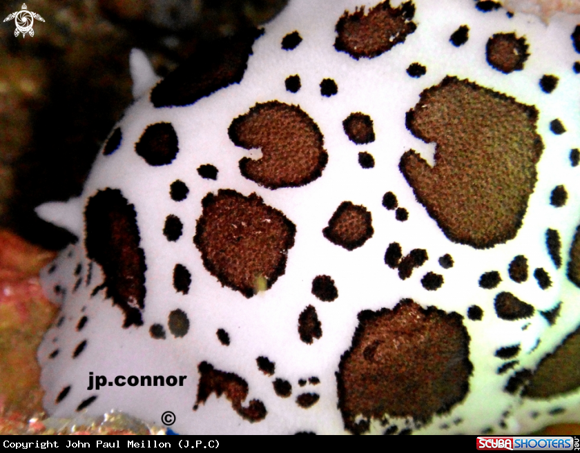 A Doris Dalmatien