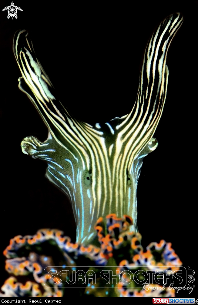 A Elysia sp.