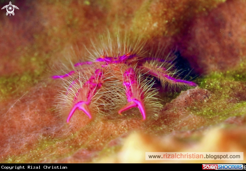 A Hairy Squat Lobster