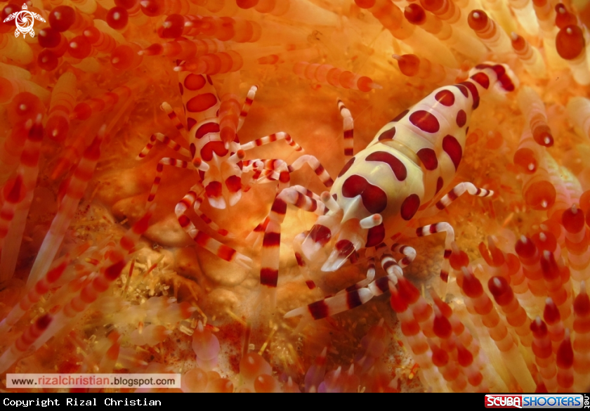 A Coleman Shrimp on Fire Sea Urchin
