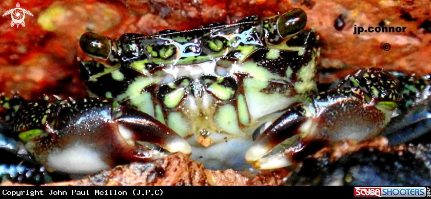 A Crabe