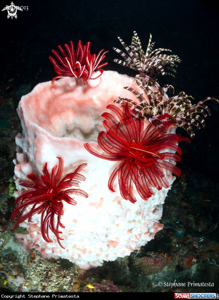 A Barrel sponge with crinoids
