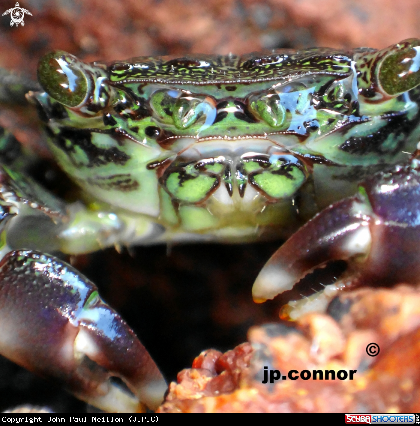 A Crabe