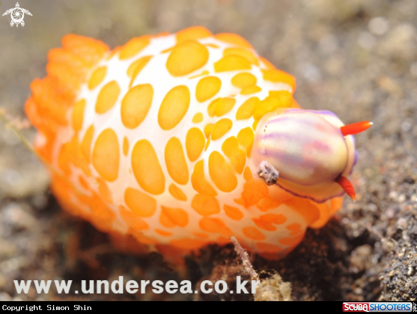 A nudibranch