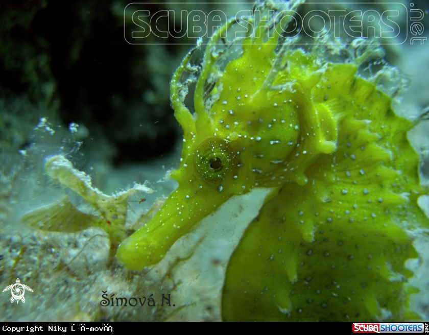 A sea horse 